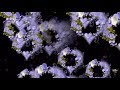 Footage.Ghi..Flowers. Blumen.Сборник футажей -розы 4