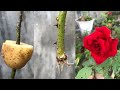 Hướng dẫn chiết hoa hồng bằng củ khoai tây nhanh ra rễ