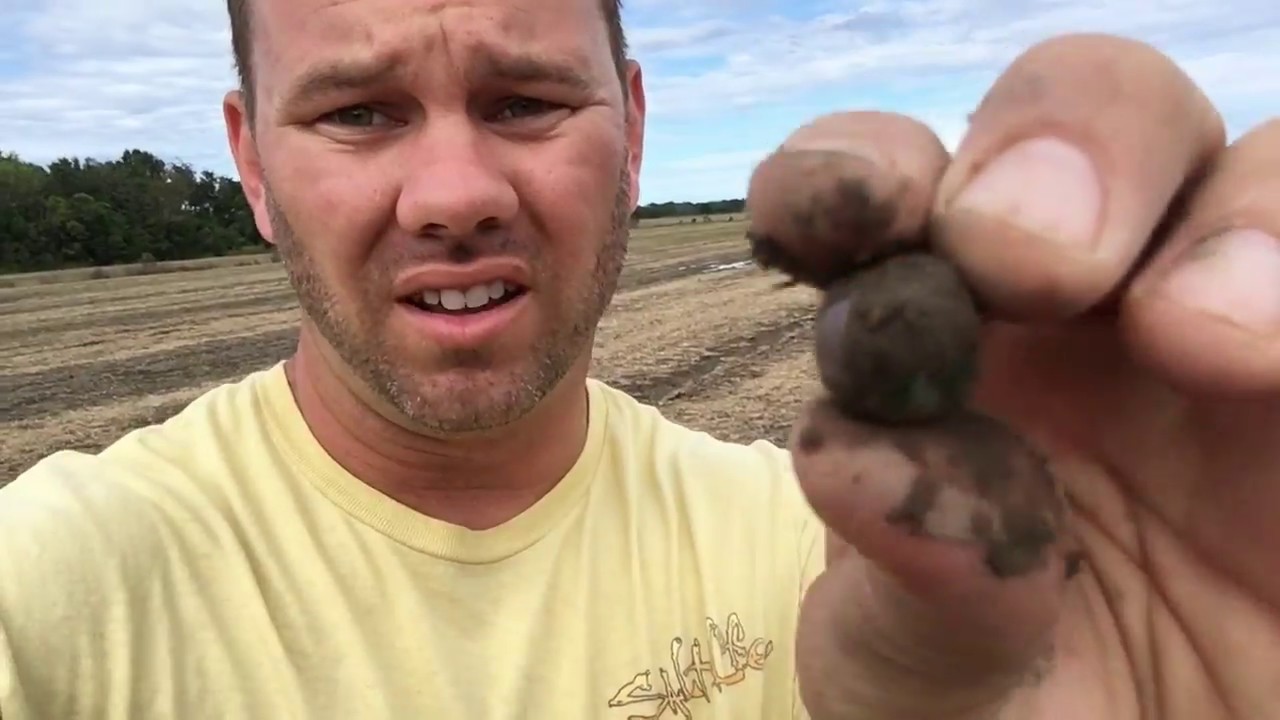 Hunting The Marble Fields 2017 YouTube