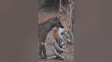 deer vs python vs hyena