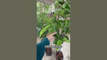 Mã Cầu Xiêm #mãn cầu gai#mãn cầu ta#