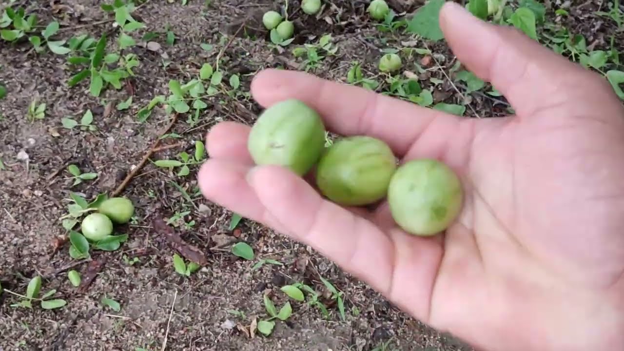 Fui visitar a roça do Carlos do sertão