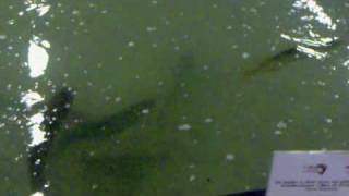 Lucky Lures Esox swimbait chased by Catfish at Visma 2010