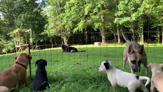 Franklin CrisisDogsNC rescue needs a home