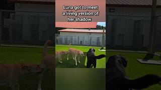 Cedar and Luna had a new adventure #puppy #husky #labrador #dog #dogs #dogboarding