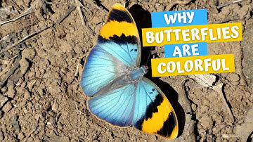 Why do butterflies have such vibrant colors and patterns?