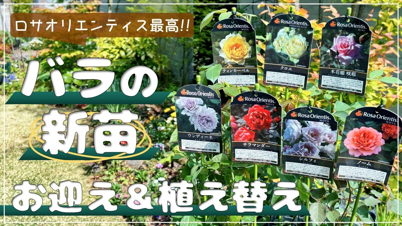 Shopping Spree] I ended up buying tons of new Rosa Orientis