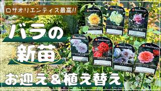 Shopping Spree] I ended up buying tons of new Rosa Orientis
