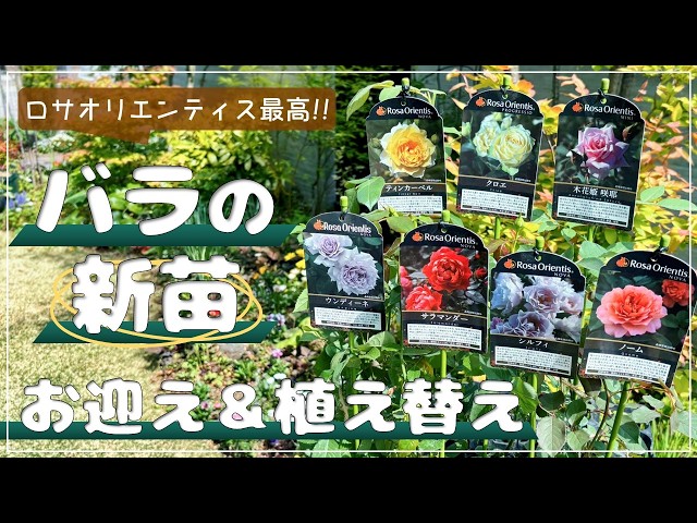 Shopping Spree] I ended up buying tons of new Rosa Orientis