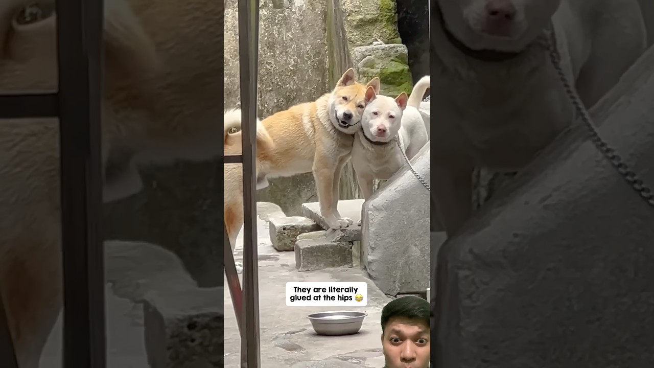 the sweetest dog friendship ever!