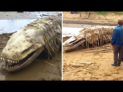 უცხოპლანეტური არსებები, რომლებიც ვიდეოზე დააფიქსირეს