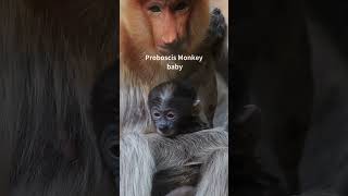 Proboscis Monkey Baby #shorts #monkey #babyanimals