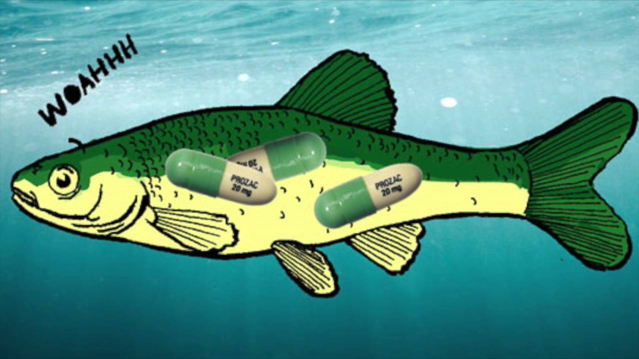 British Columbia Fish Farming