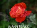 さよならをするために(昭和47年)鮫島有美子 Cover