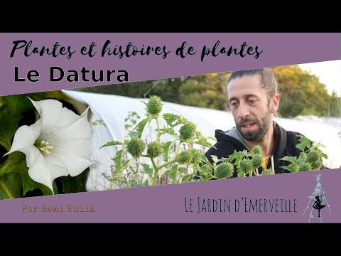 Vidéo: Datura Ordinaire - Propriétés Utiles, Culture Et Soin De La Drogue. Recettes De Plantes Datura Et D'huile De Datura