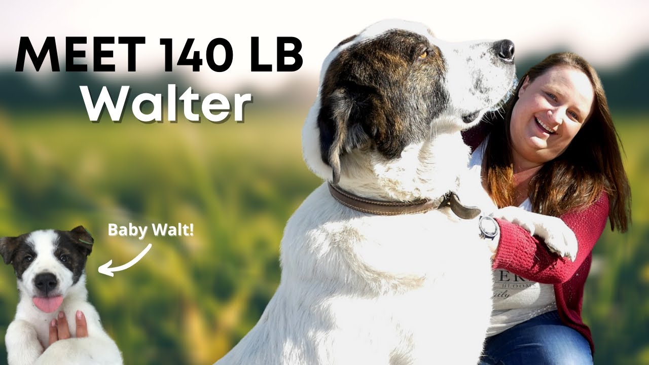 Livestock Guardian Dog | Meet Walt! (Great Pyrenees & Anatolian Shepherd)