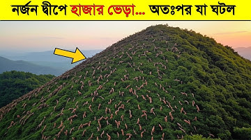 নির্জন দ্বীপে একজন কৃষক ছেড়ে গিয়েছিল ৪০০ ভেড়া… কিন্তু ৭৫ বছর পর যা দেখা গেল—Forbidden Island Mystery