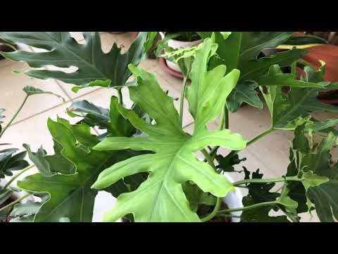 Philodendron Xanadu and Thaumatophyllum care 