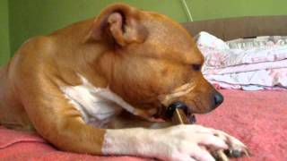 Staffordshire Terrier Kyra A Parohy