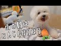 雨の日はおうちでにんじん堀りにはげむ先生