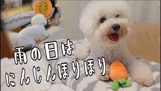 雨の日はおうちでにんじん堀りにはげむ先生