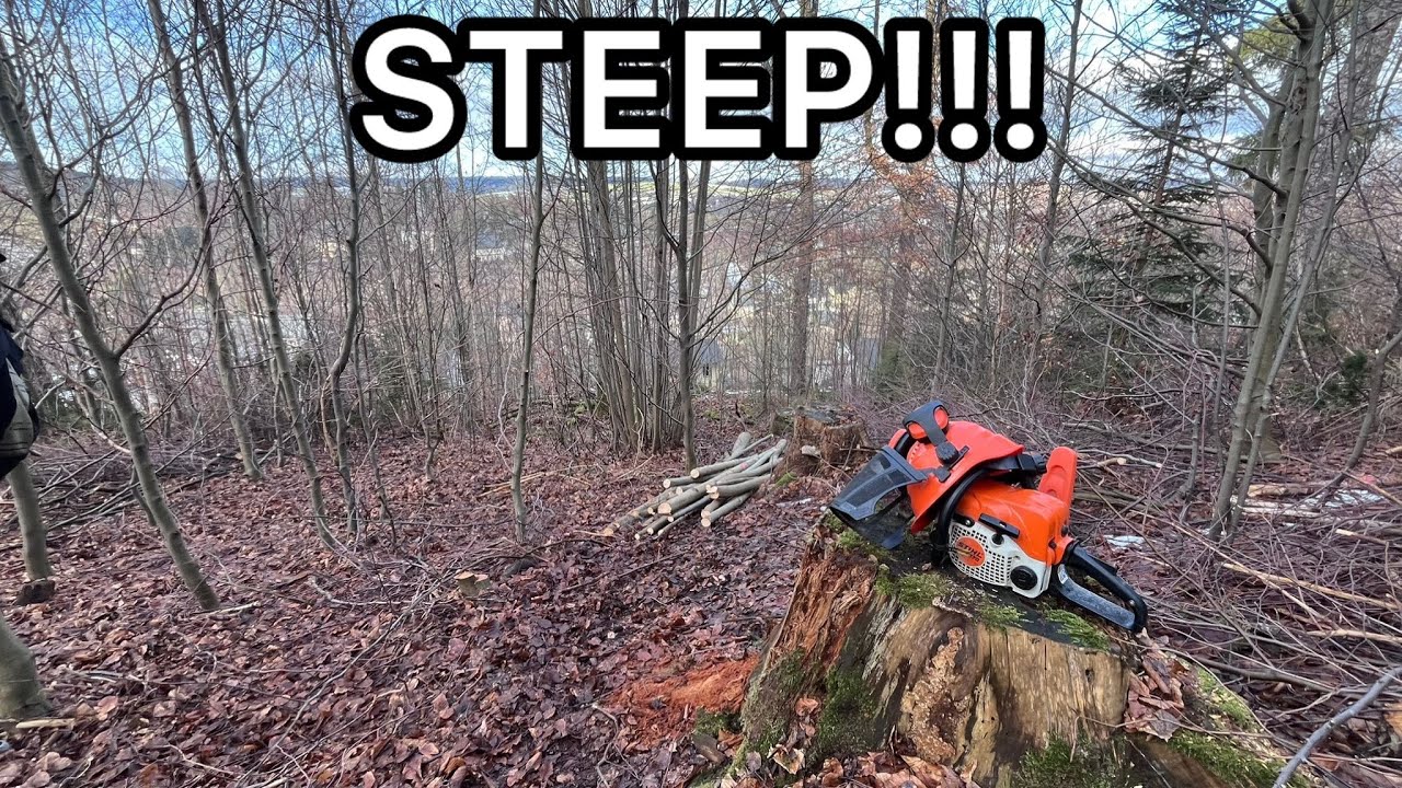 Why thinning out beech forest on a steep hill takes so long