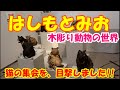 はしもとみお　木彫り動物の世界「猫の集会」見てしまいました。#はしもとみお#動物#木彫り動物の世界