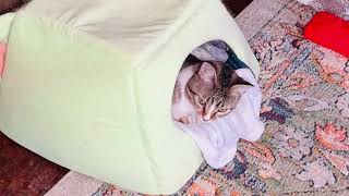 Dizzy Playing Cerebellar Hypoplasia