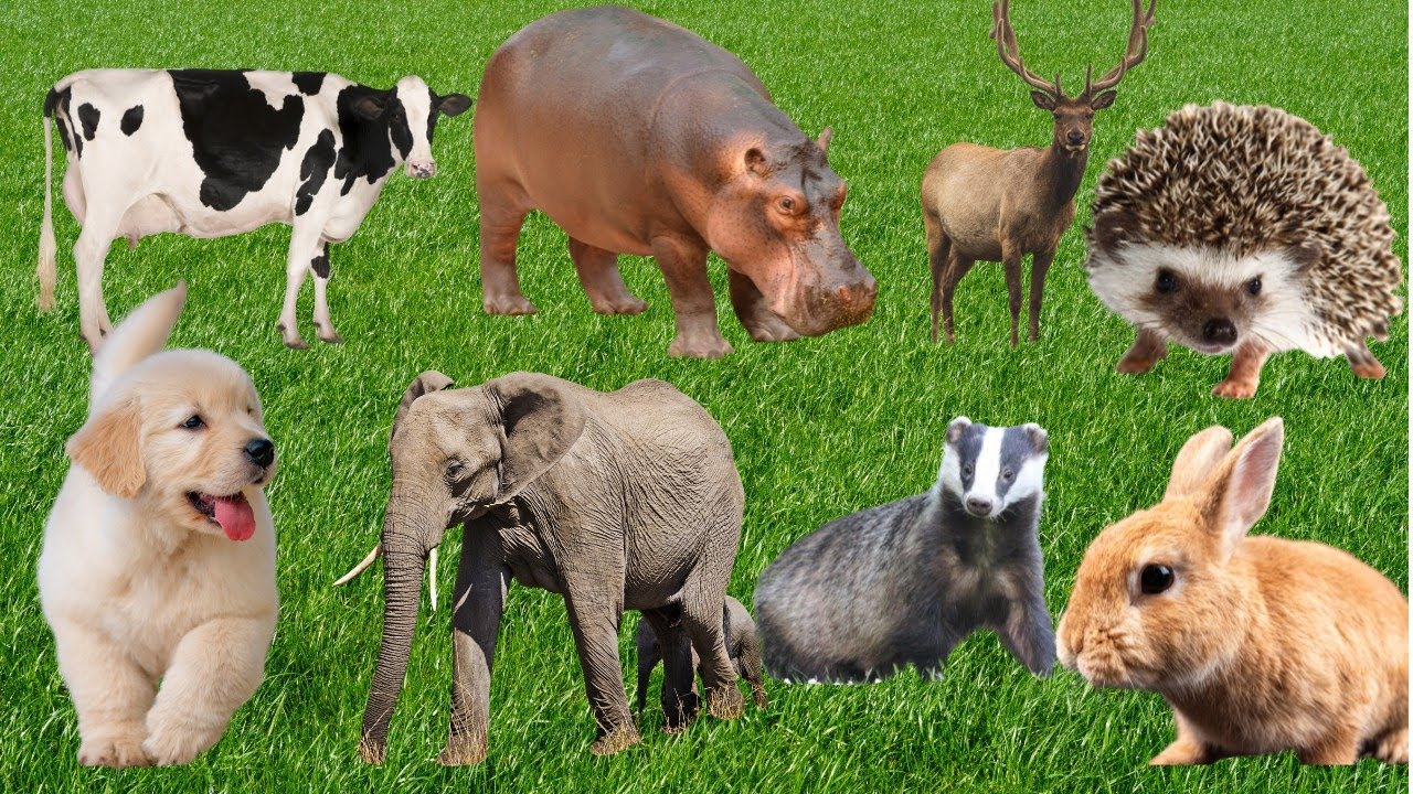 Happy Farm Animals and Their Funny Moments