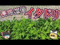 イタドリがヨーロッパで大繁殖...最悪の外来種として忌み嫌われる理由【ゆっくり解説】