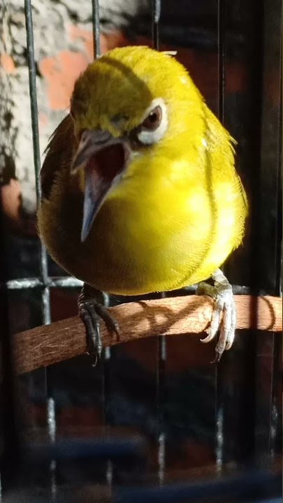 #pleci cing cing wit NGOTOT