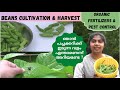 Best fertilizers for organic vegetable garden  garden tour  beans harvest storage and pest control