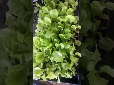 Video: Plantas de lechuga tom thumb: cómo y cuándo plantar semillas de lechuga tom thumb