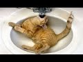 Try Not To Laugh or Grin While Watching Cute Animals Compilation #56