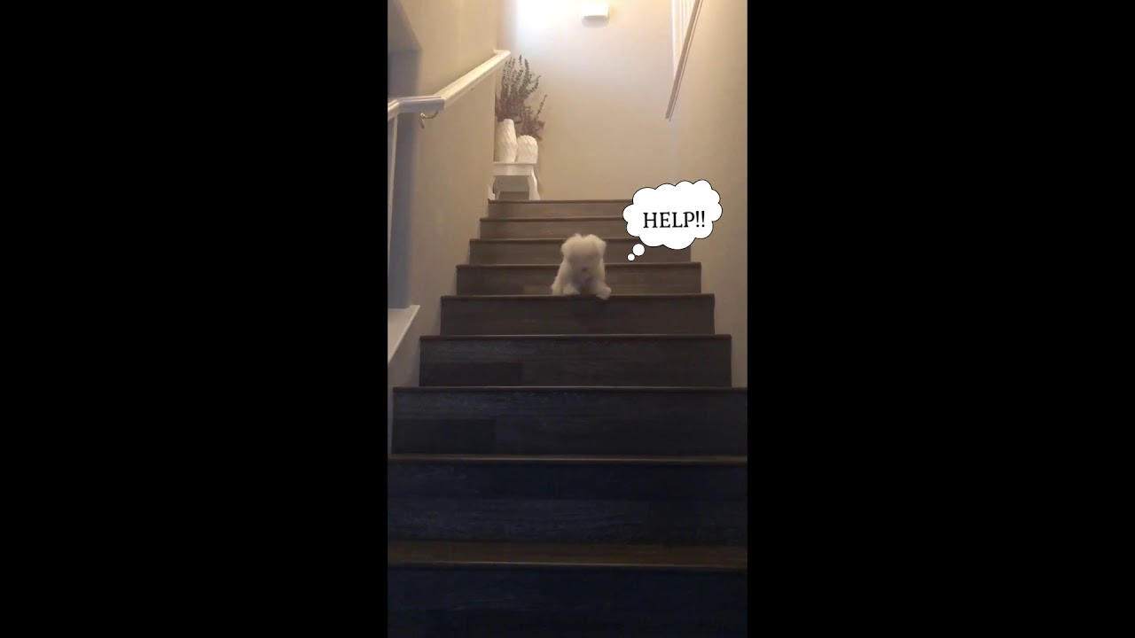 My Dog going down the stairs. HELP YouTube
