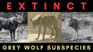12 Extinct Grey Wolf Subspecies