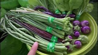 Activities in the Balcony Garden||Vegetable Harvest||Raising Free Range Egg-Laying Quail||Have Th...