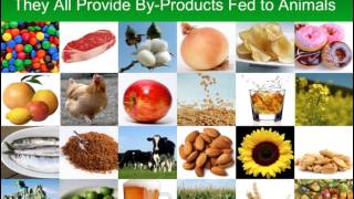 CAST Issue Paper 53 - Animal Feed vs.Human Food