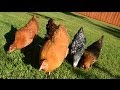 Pastured Free-Range Backyard Chickens: Letting them out each morning