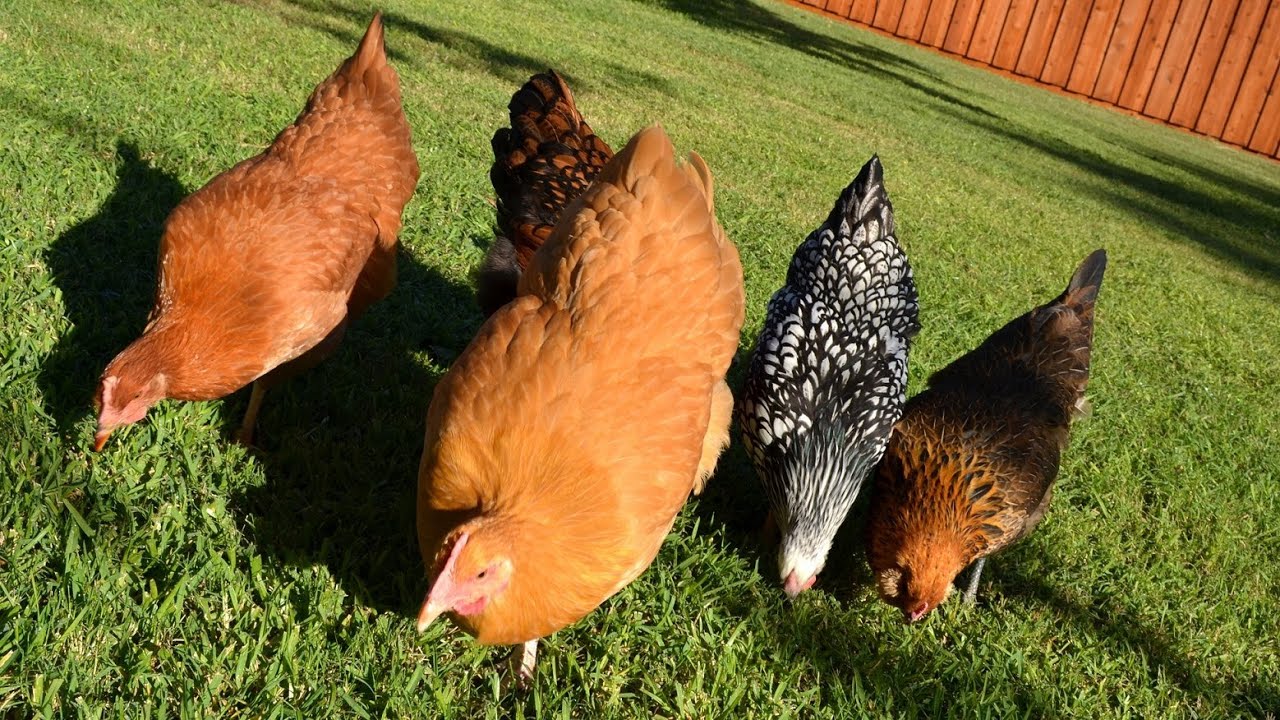 Pastured FreeRange Backyard Chickens: Letting them out 