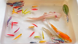 Catch Beautiful Ornamental Fish, Axolotl, Spadefish, Radtang, Oranda, Molly, turtle, Betta, Tetra, K