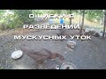 Ошибки в разведении мускусных уток