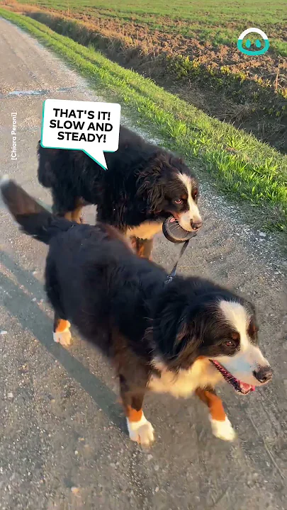 Dog Twins Go For a Walk || ViralHog
