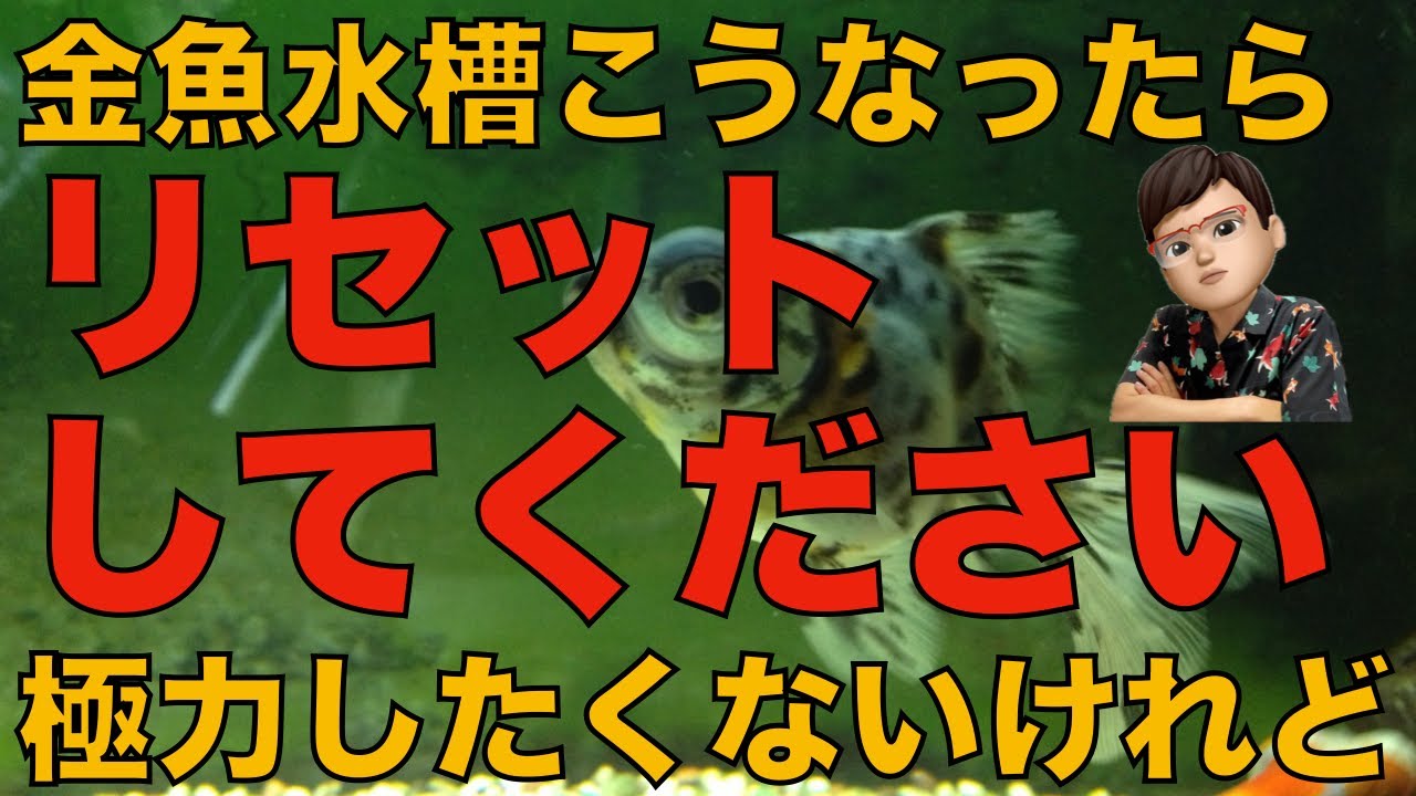 水槽をリセットするべき状況や方法を徹底解説