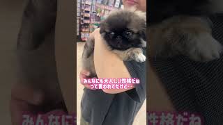 【ペキニーズ】初出し!友達もぶっ飛ばす爆走ちまき#ペキニーズ#pekingese#犬のいる生活#可愛い#犬のいる生活#子犬#puppy