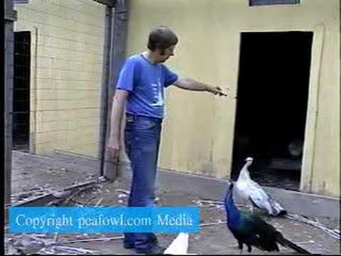 Peacocks and Peahens Jumping