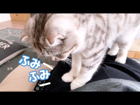 ［ASMR］猫のフミフミとゴロゴロ音に癒される動画［スコティッシュフォールド・ぐう］