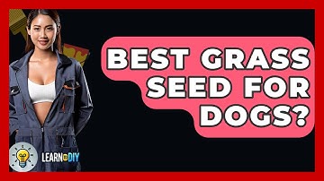 Best Grass Seed For Dogs? - LearnToDIY360.com