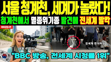 한국 청계천 또 화제! BBC 감독 "가짜인 줄 알았는데..." 멸종위기 백로 발견에 전세계 충격 - 해외감동사연