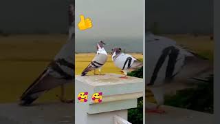 Madrasi Kabutar Ki Video